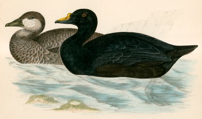 Common Scoter by Beverley R. Morris